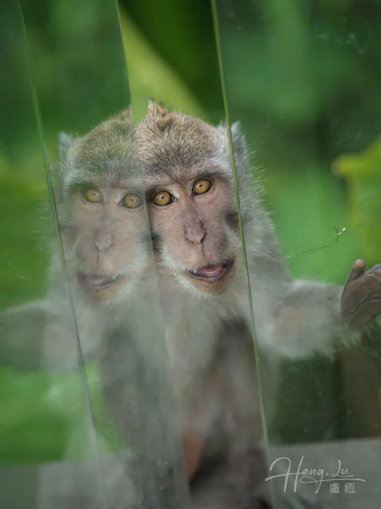 Monkey and its reflection caught together on glass Monkey-reflection-on-glass-with-curious-expression