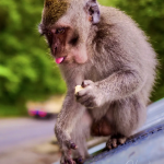 Monkey-sitting-on-rooftop-holding-food-with-tongue-out-1