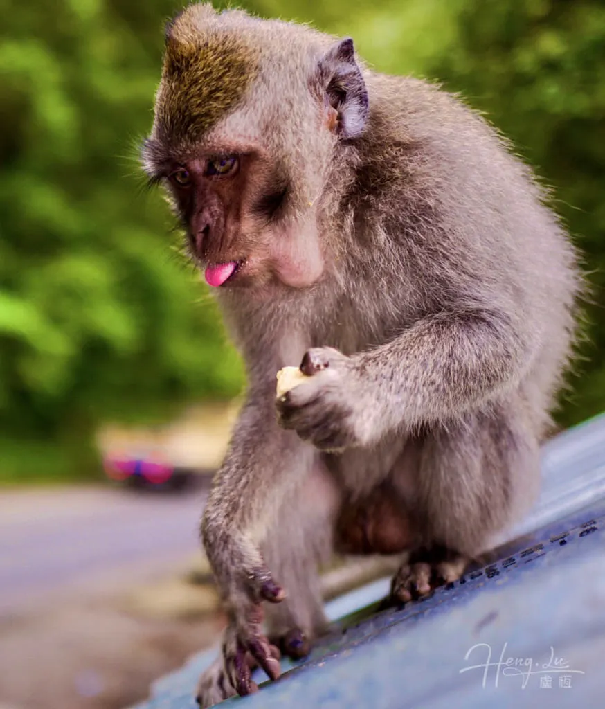 Monkey pausing mid-bite with tongue out Monkey-sitting-on-rooftop-holding-food-with-tongue-out