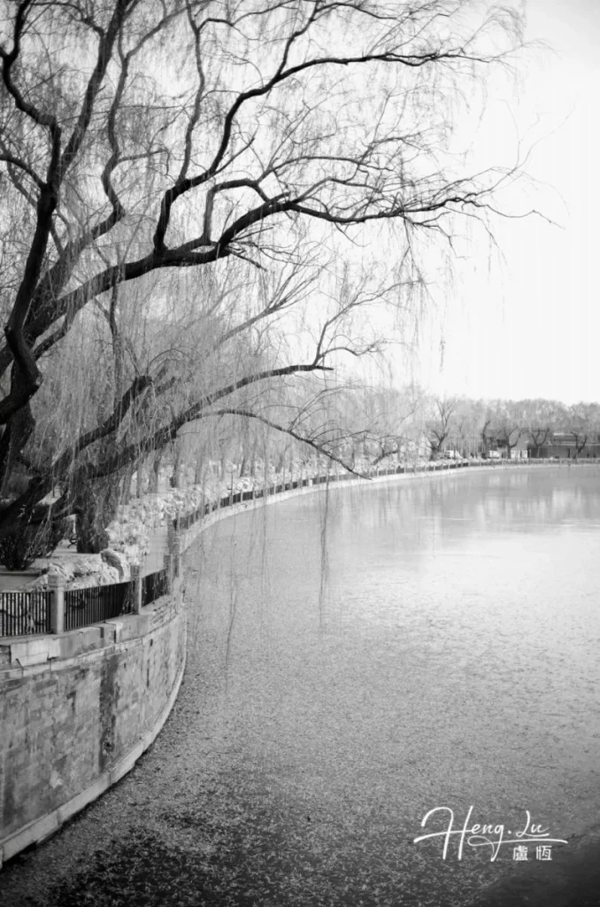 Serene Black and White Riverbank with Weeping Willow Tree Black-and-white-photo-of-riverbank-with-weeping-willow