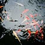 Colorful-koi-fish-swimming-gracefully-in-clear-reflective-water