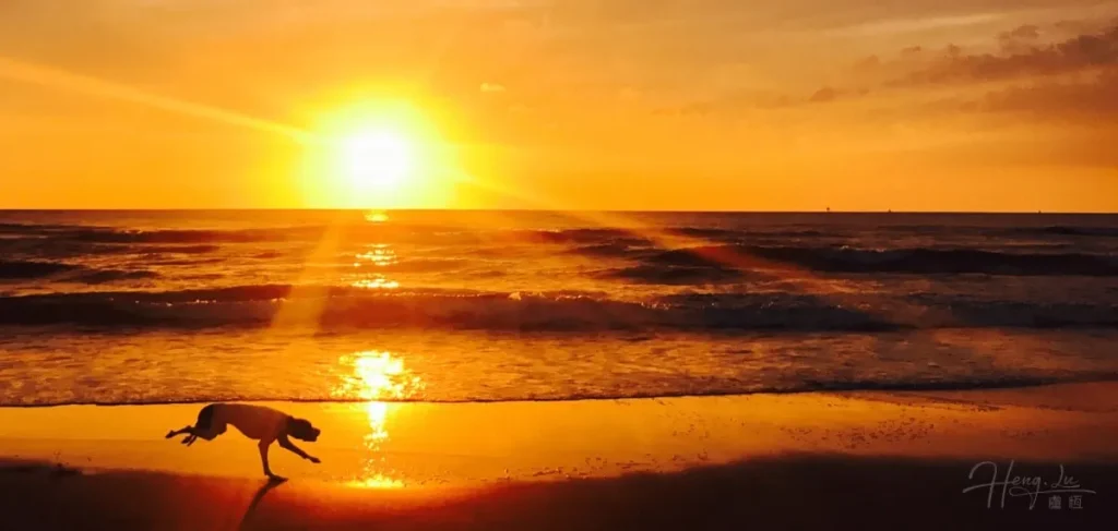 Dog-running-on-beach-during-sunset-by-sea
