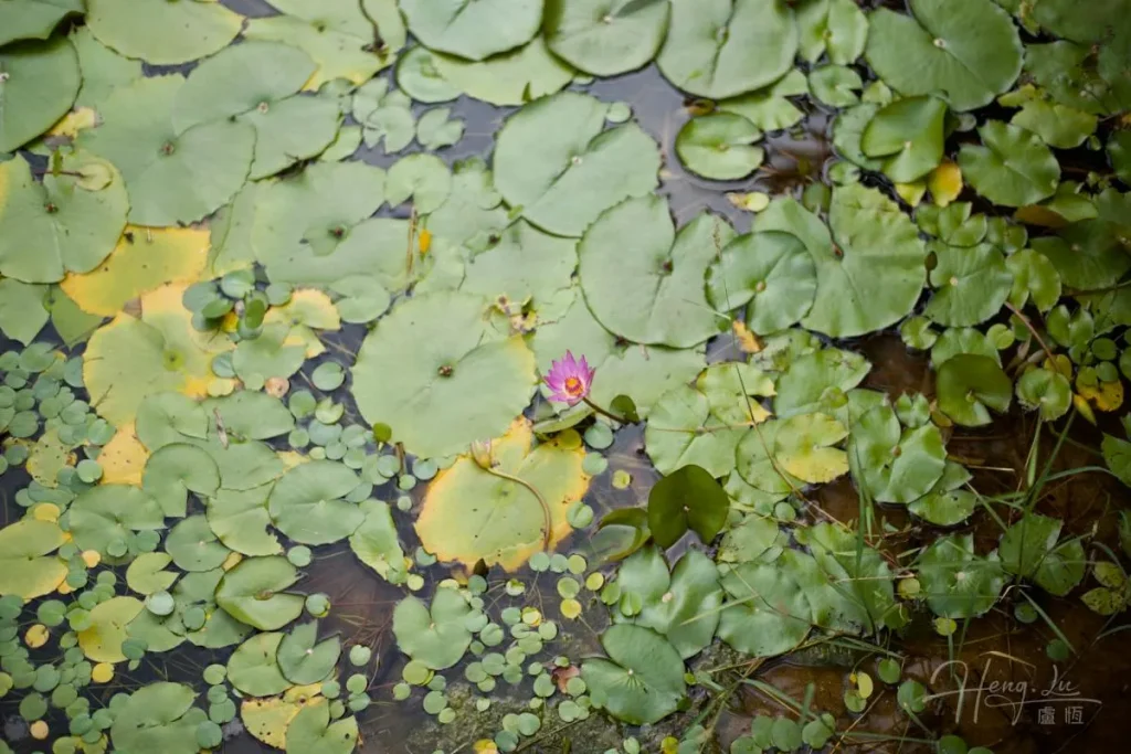 Single Pink Water Lily Amongst Pads Single-pink-water-lily-among-green-floating-leaves