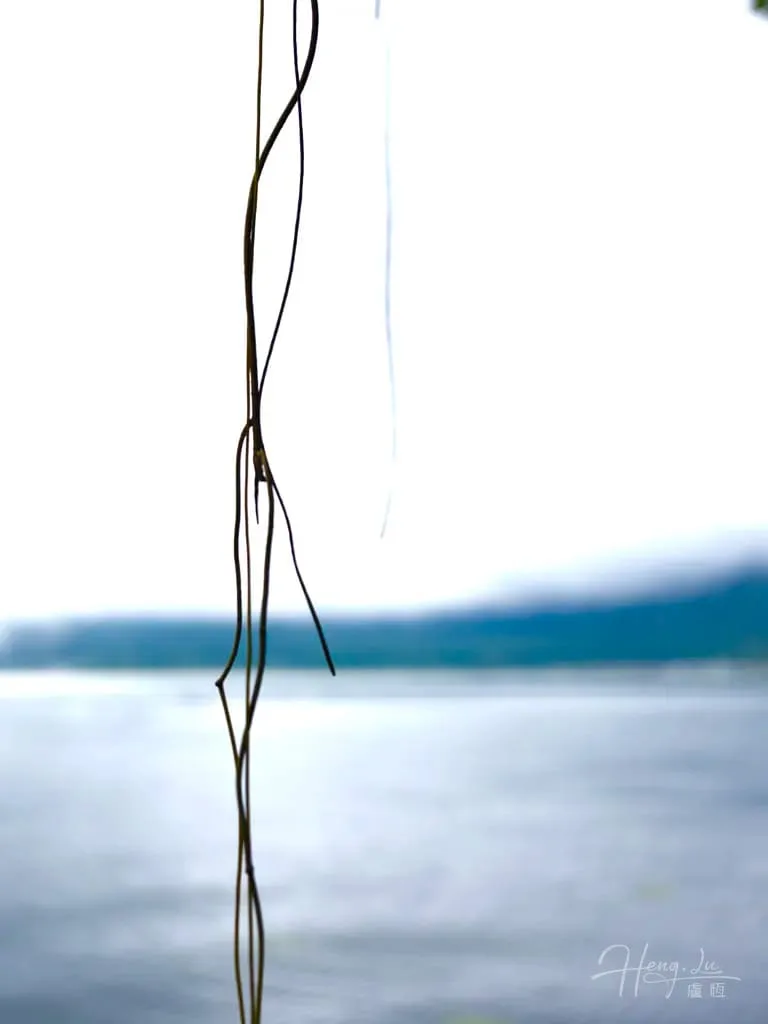 Calm Water View by Willow Vines Willow-branches-hanging-over-waterfront-view