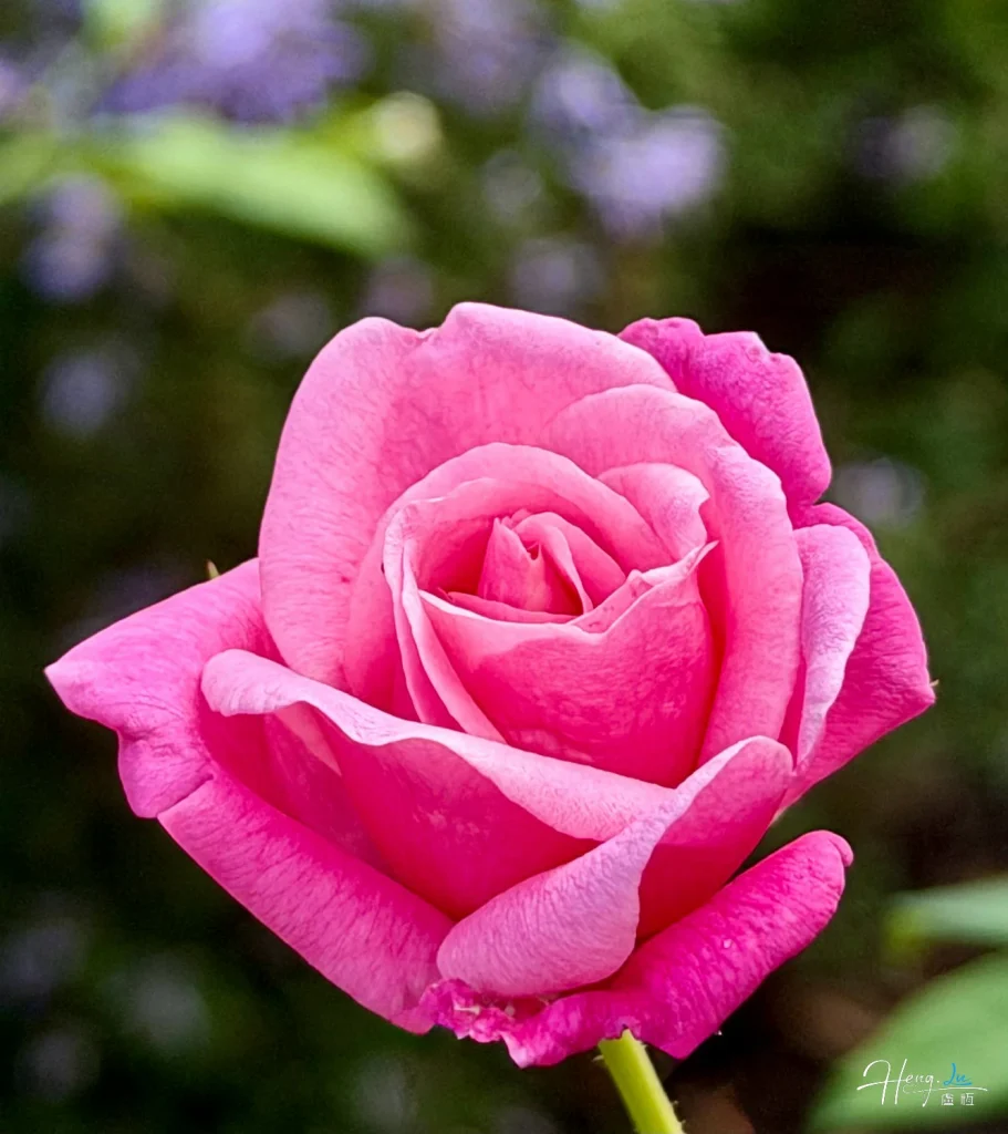 Close-Up of Vibrant Pink Rose in Bloom Against Blurred Green Background close-up-of-pink-rose-in-bloom