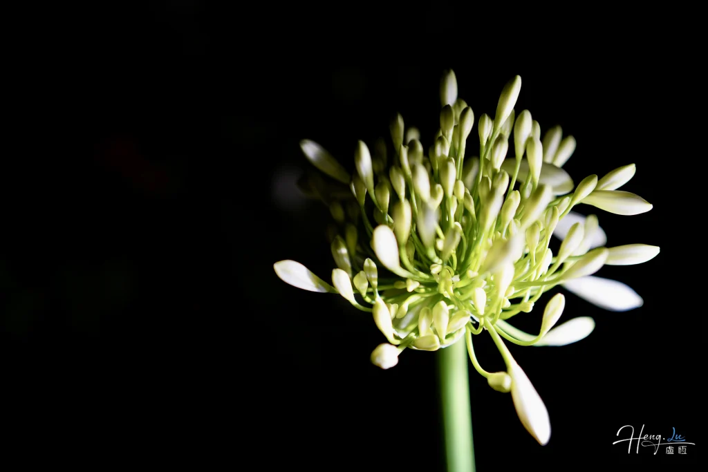 Green bones beneath white silence macro-shot-of-white-buds-against-dark-background