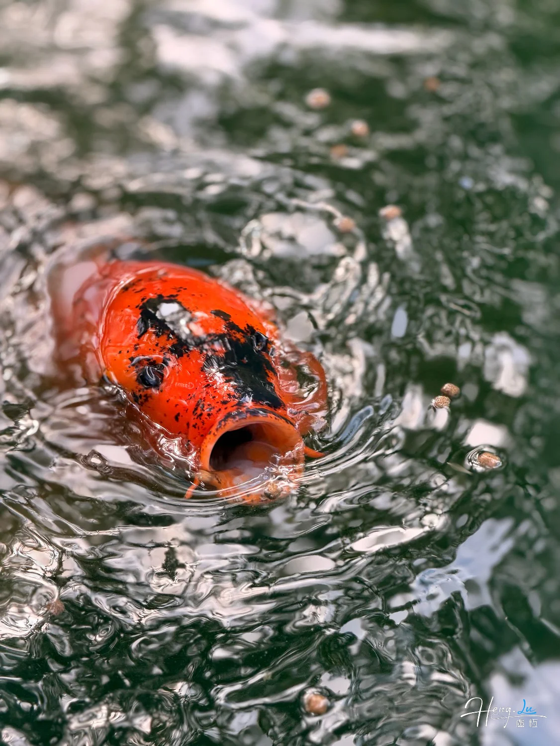 orange-koi-fish-opening-mouth-on-water-surface