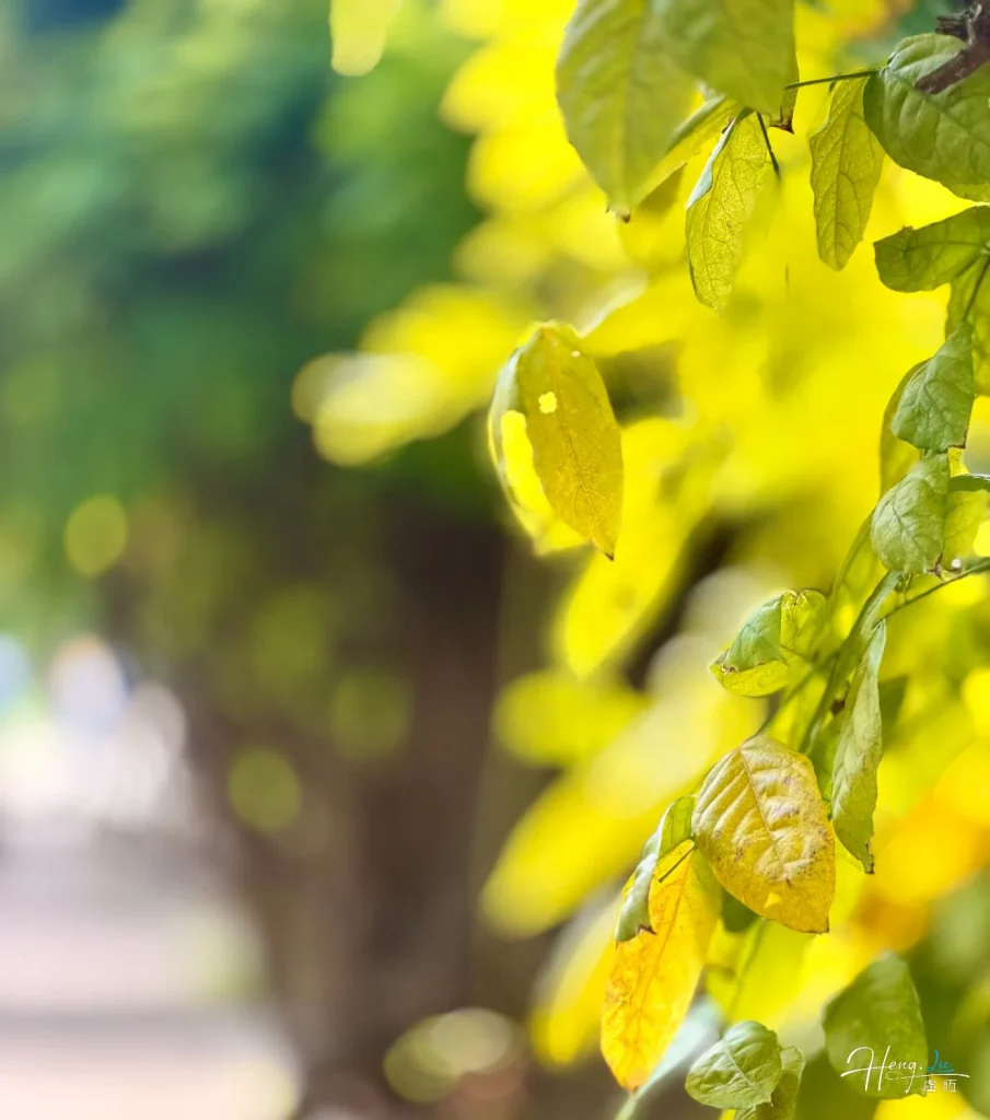 The hush between green and gold sunlit-yellow-leaves-with-soft-bokeh-background