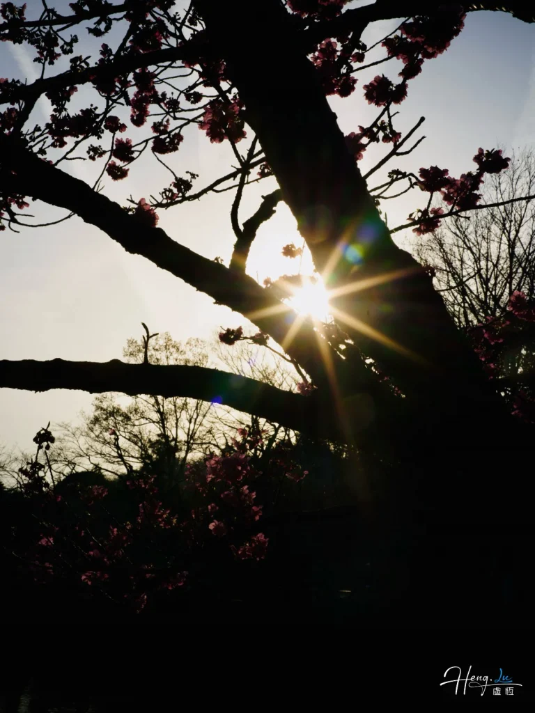 Sunlight Through Blooming Tree Branches with Pink Blossoms at Dusk Sunlight-through-blooming-tree-branches