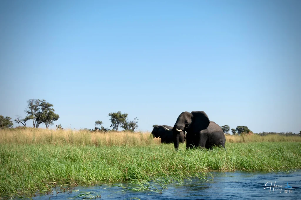 elephants-grazing-by-river-in-grassy-savannah