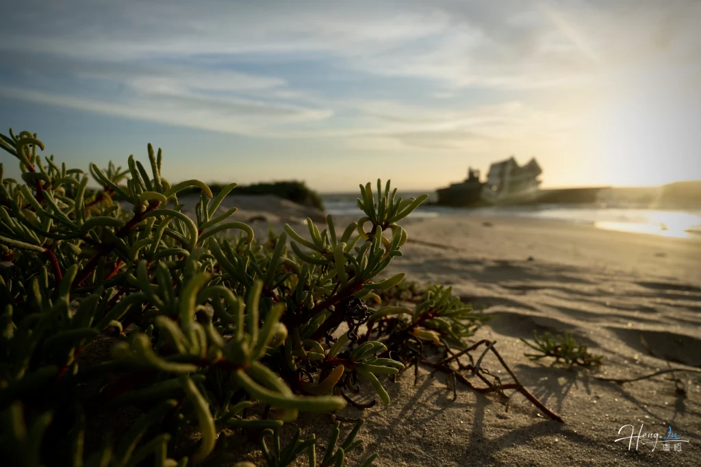 Green coastal plants on beach with sunken ship in background green-coastal-plants-on-beach-with-sunken-ship-in-background