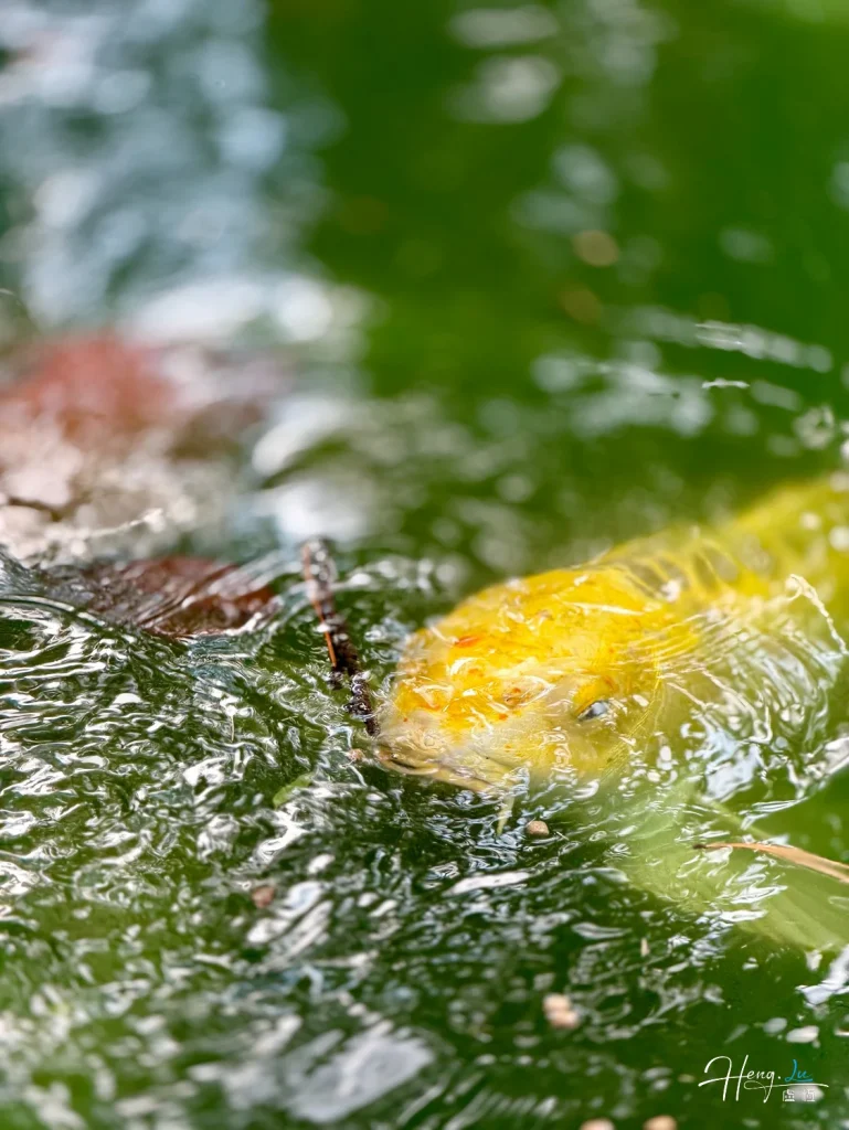 Yellow koi fish swimming near water surface yellow-koi-fish-swimming-near-water-surface