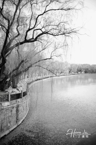 Black-and-white-photo-of-riverbank-with-weeping-willow