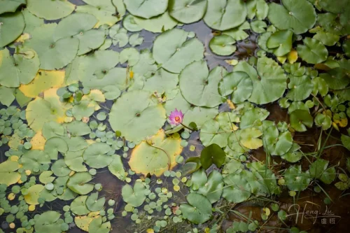 Single-pink-water-lily-among-green-floating-leaves