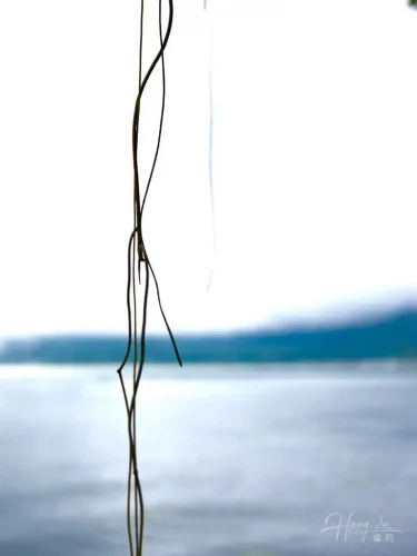 Willow-branches-hanging-over-waterfront-view