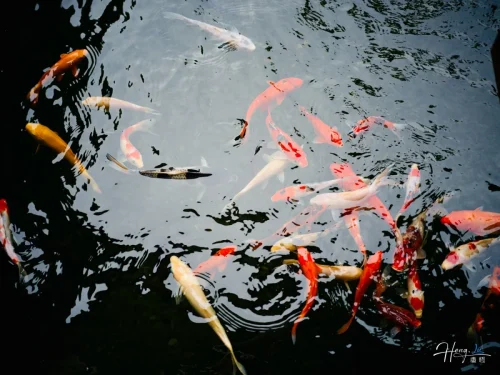 Colorful-koi-fish-swimming-gracefully-in-clear-reflective-water