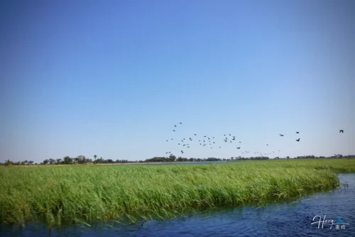 flock-of-birds-flying-over-river-and-wetlands