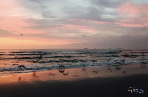 seagulls-flying-over-beach-at-sunset